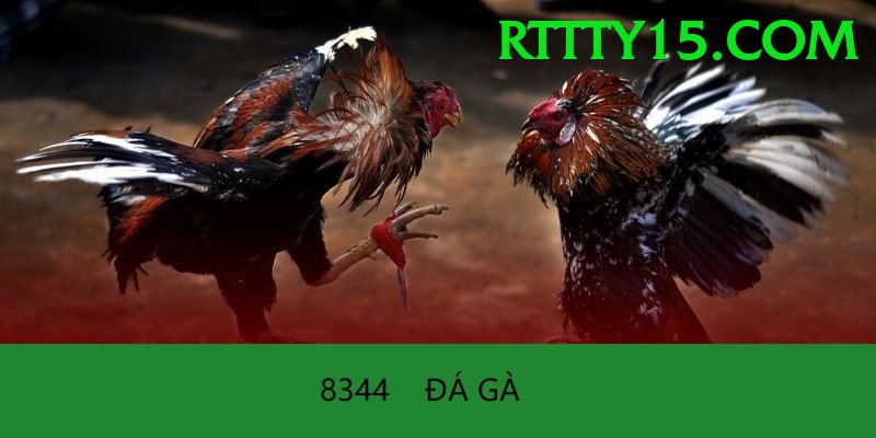 Đá Gà Trực Tiếp - 88clb
